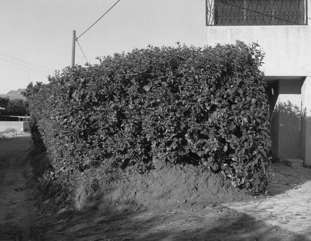 ללא כותרת - און אליה