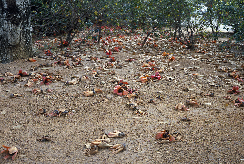 ללא כותרת - איגנץ שי