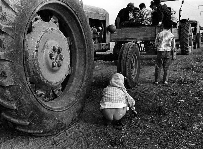 פיפי - נהור צבי