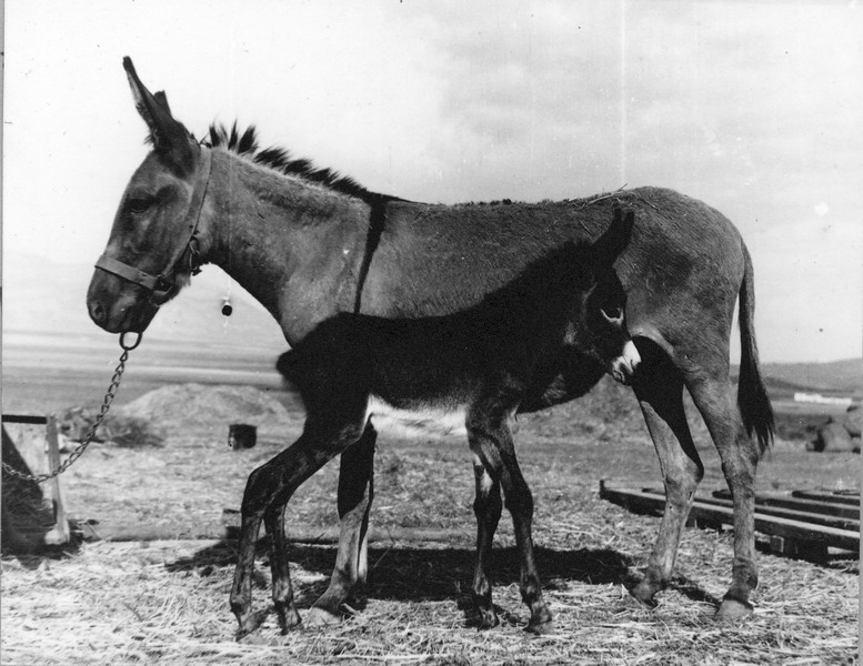 אתון ועייר - פורת אלינור