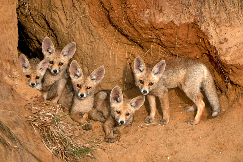 גורי שועל בפתח מאורתם - אשבול יוסי