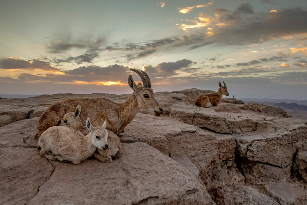יעל וגדי - אשבול יוסי