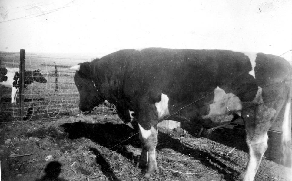 הפר לודוויג - סלוס רפאל