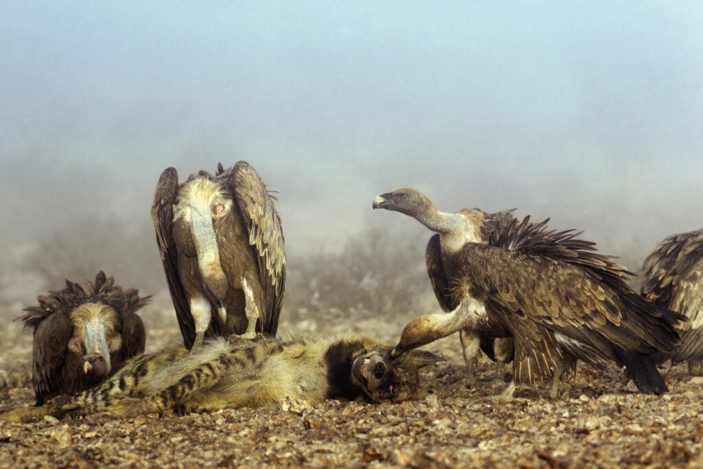 נשרים טורפים נבלת צבוע - אשבול יוסי