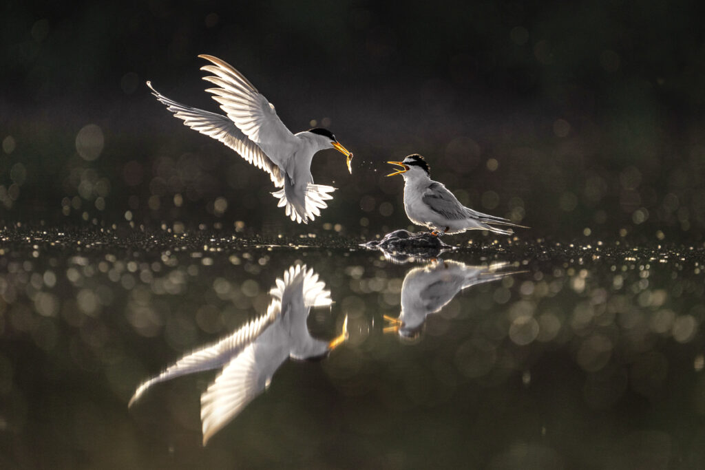 זוג שחפיות גמדיות במלך חיזור - אשבול יוסי
