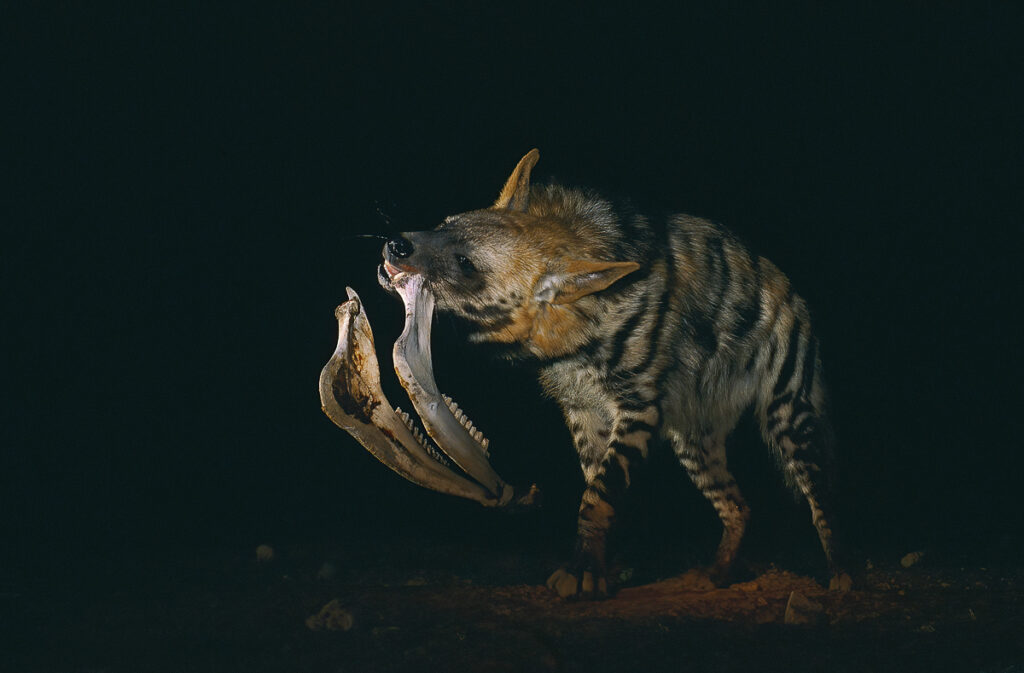 צבוע מפוספס - אשבול יוסי