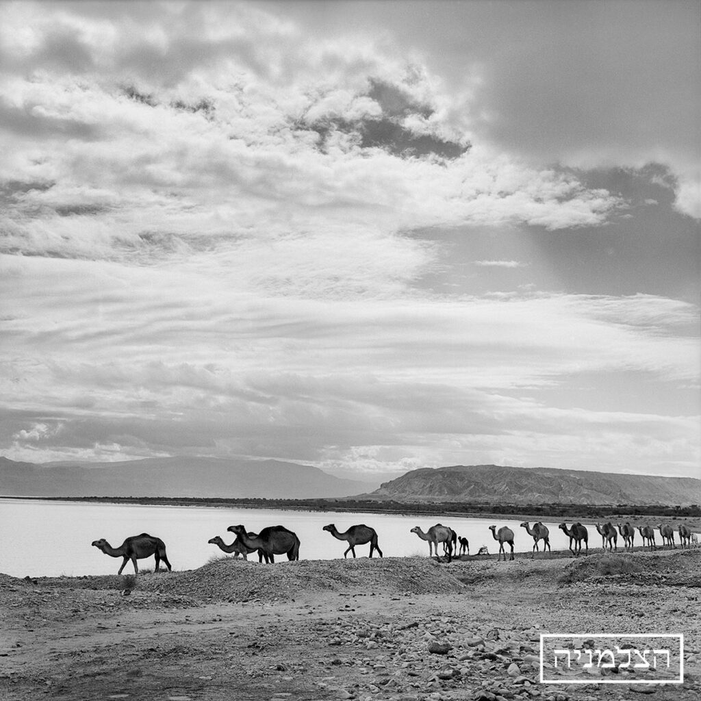 גמלים בים המלח - ויסנשטין רודי (שמעון)