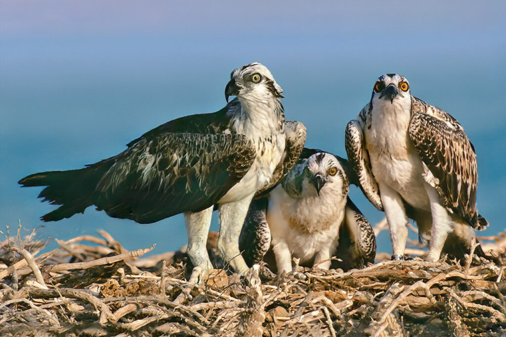 משפחת שלכים - אשבול יוסי