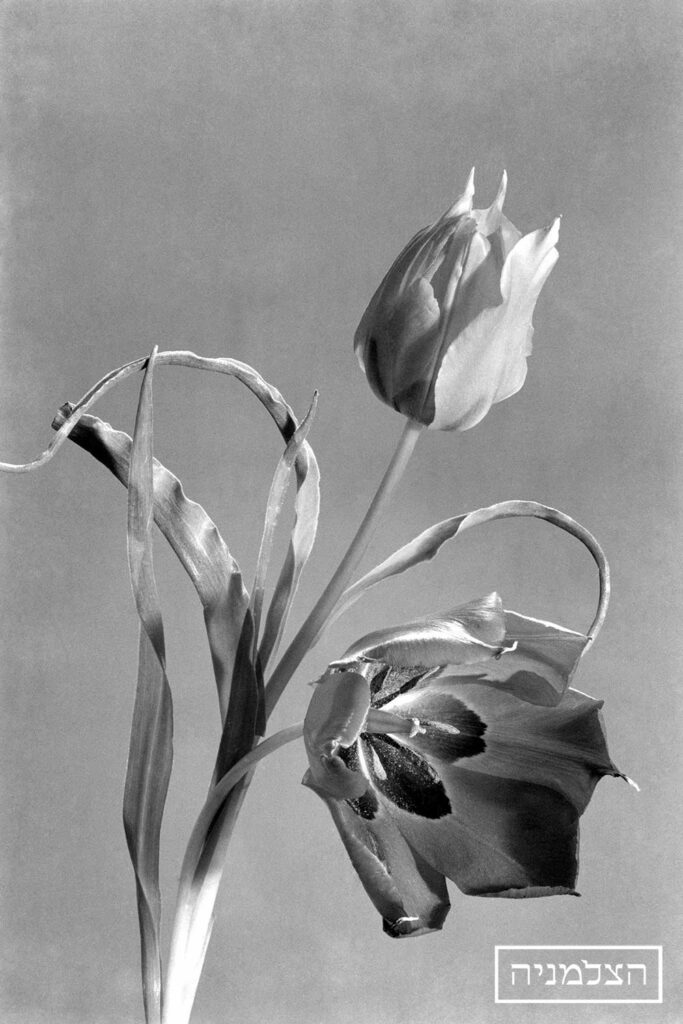 טוליפ (צילום סטודיו) - ויסנשטין רודי (שמעון)