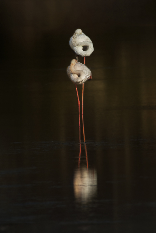 צמד פלמינגו - אשבול יוסי
