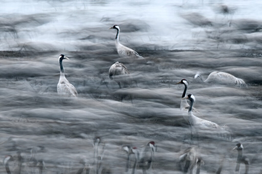 עגורים - אשבול יוסי