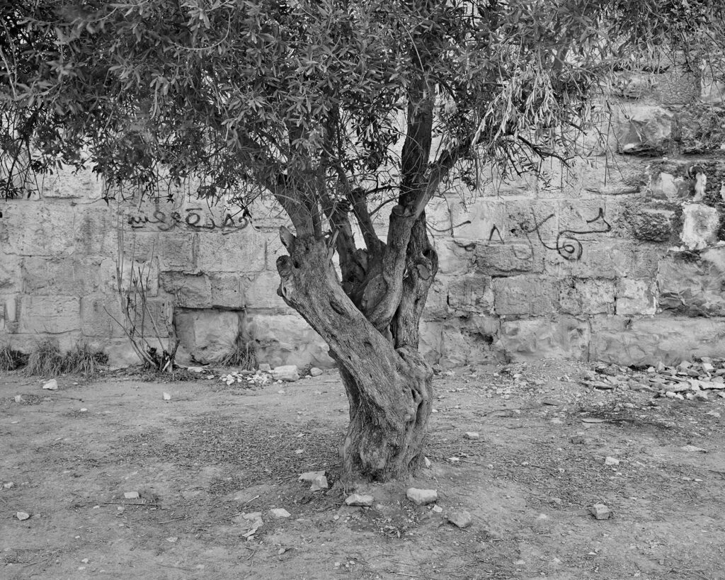 ללא כותרת - איצקוביץ גסטון צבי