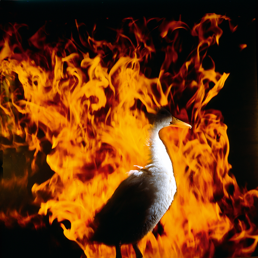 אווז ואש - גנור אבי