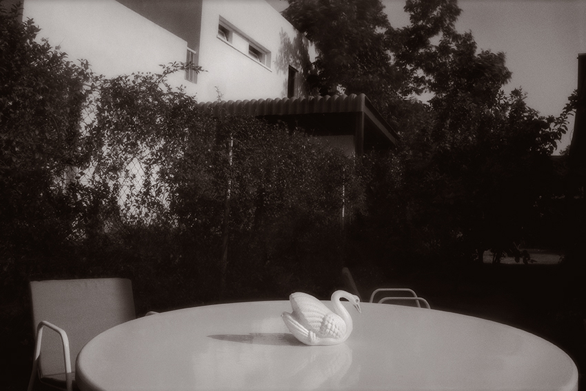 ברבור לבן - גנור אבי