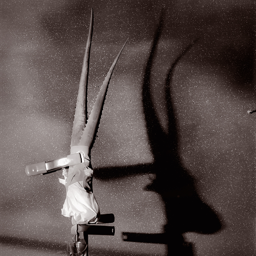 ערטול התחבולה: צמח אלו-ורה מטיל צל של צבי מצוי - גנור אבי