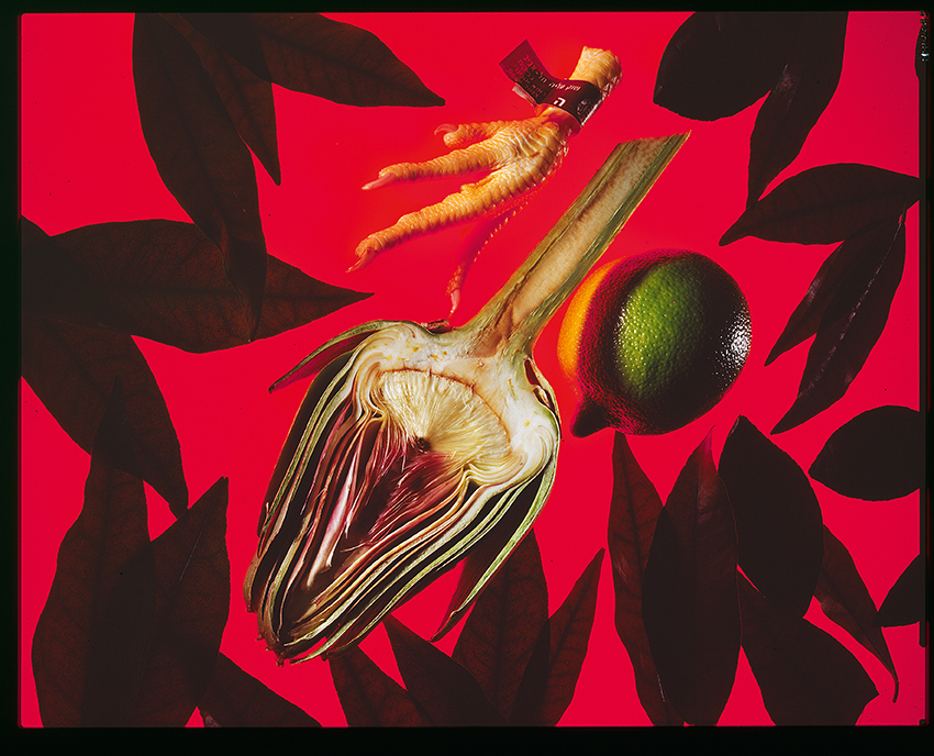 בישול עם פירות הדר - גנור אבי