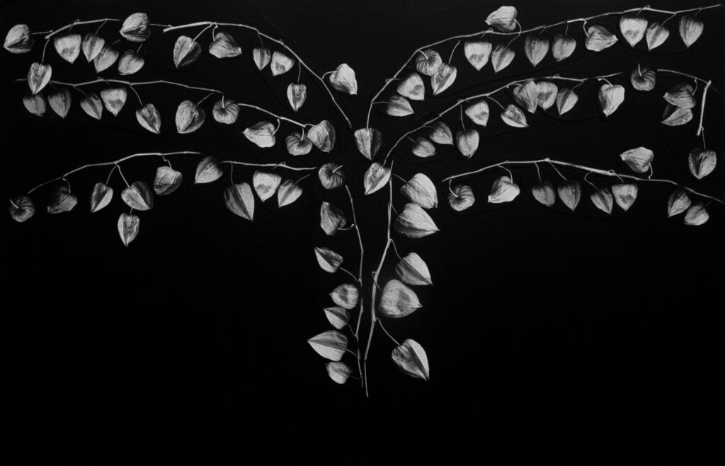 ללא כותרת (R13) - קורמוש שוש