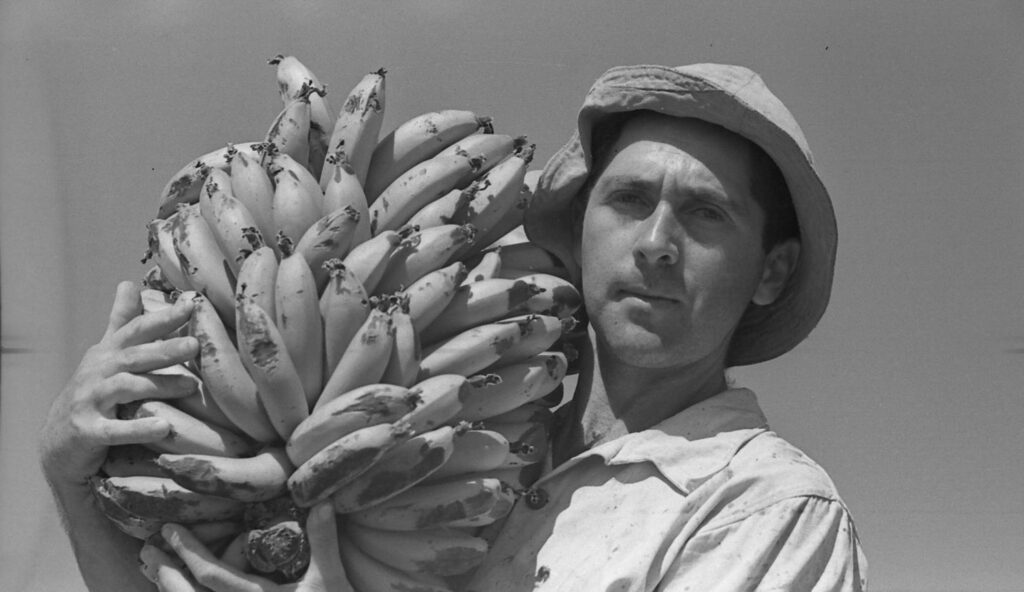 יוסף בלומנפלד נושא אשכול בננות - אופנהיים נפתלי