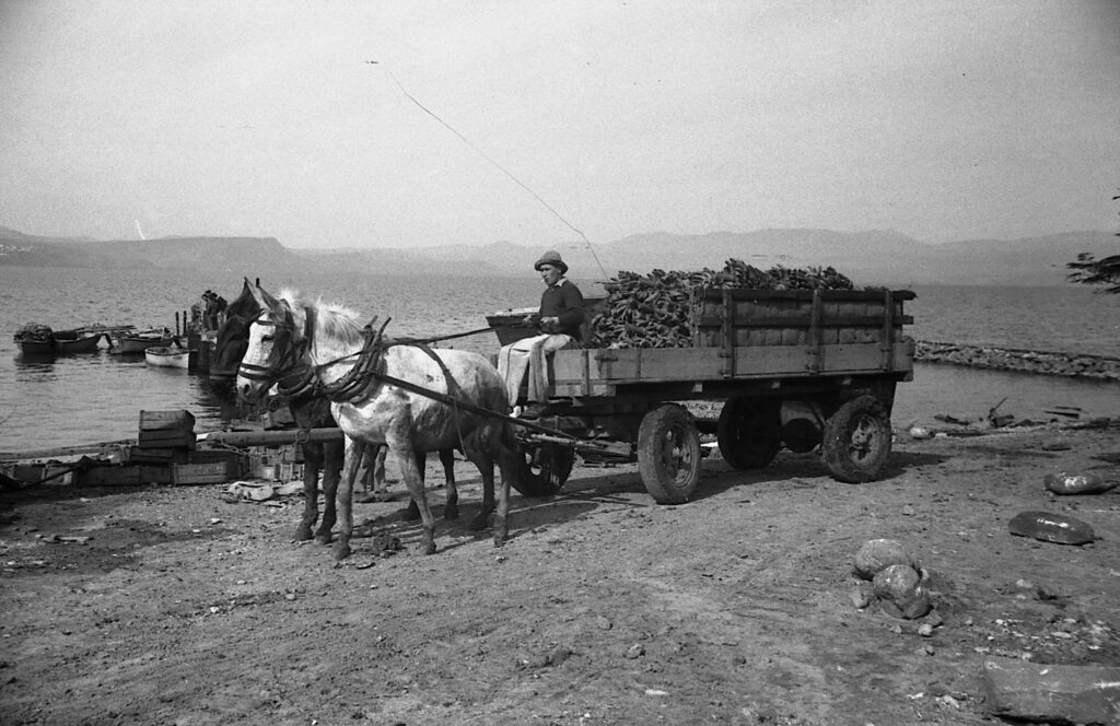 עגלת ענף הבננות - אופנהיים נפתלי