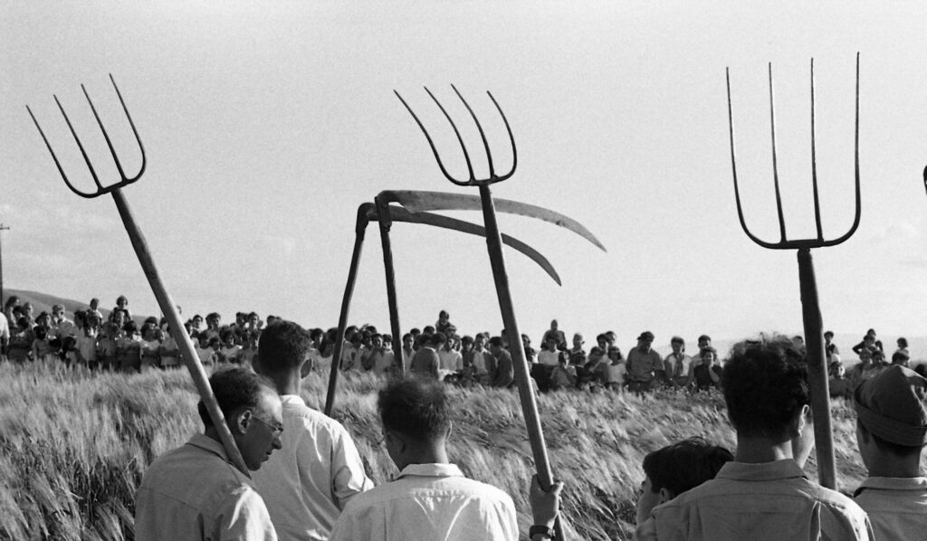 קציר העומר - אופנהיים נפתלי