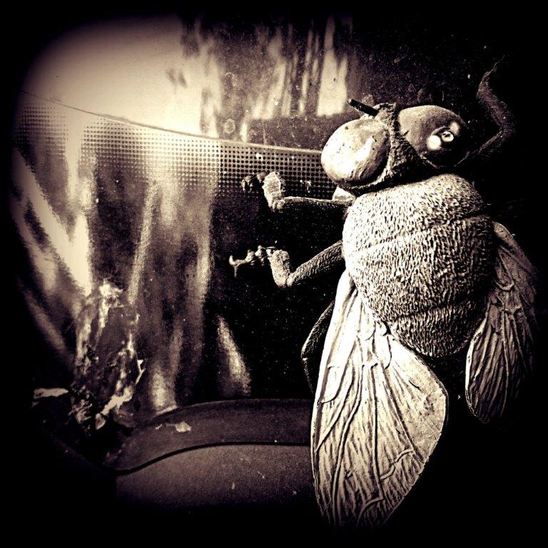 זבוב על הקיר - רורברגר מיכאל