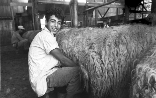 חליבת צאן - סקלרץ אליעזר ליאונרד