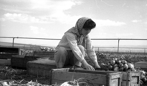 איסוף בצל בגן הירק - סקלרץ אליעזר ליאונרד