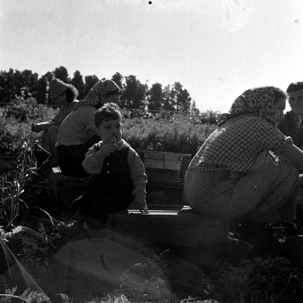 איסוף בצל - סקלרץ אליעזר ליאונרד