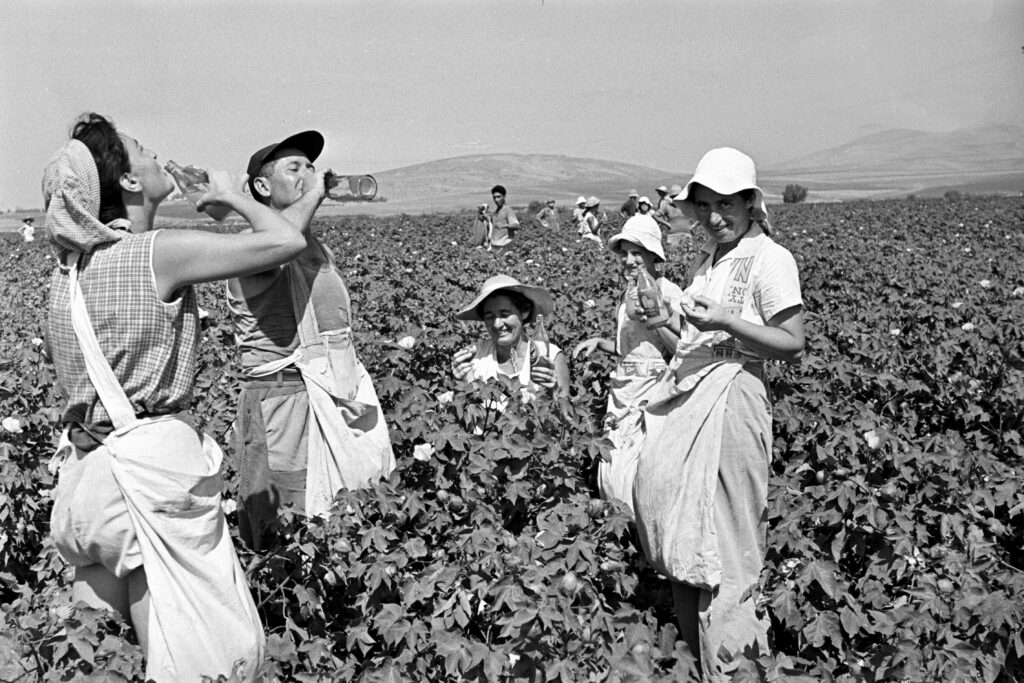 חברים קוטפים כותנה בשדות - אלון עזריה