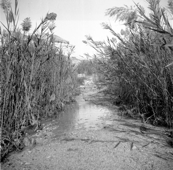 טיול סביב ים המלח והערבה - שיפטן גדעון