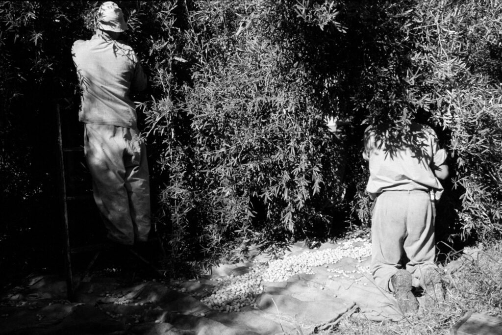 קטיף - אלון עזריה