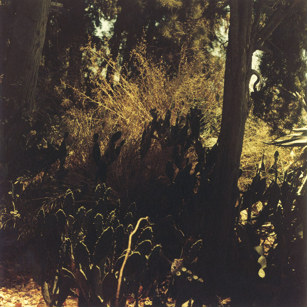 ללא כותרת - אגסי רותי