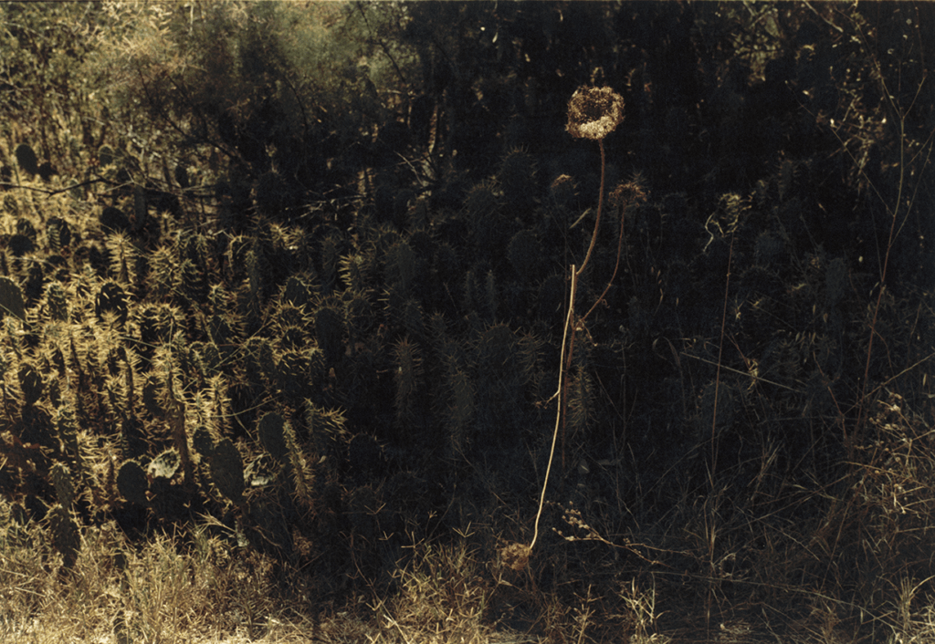 ללא כותרת - אגסי רותי