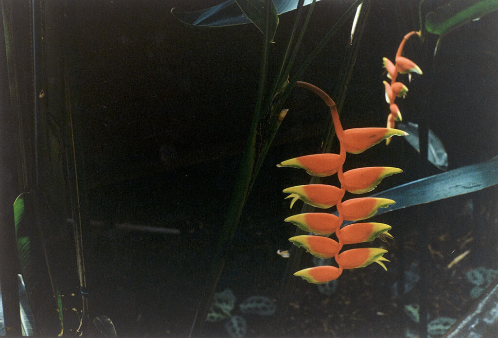 ללא כותרת - אגסי רותי