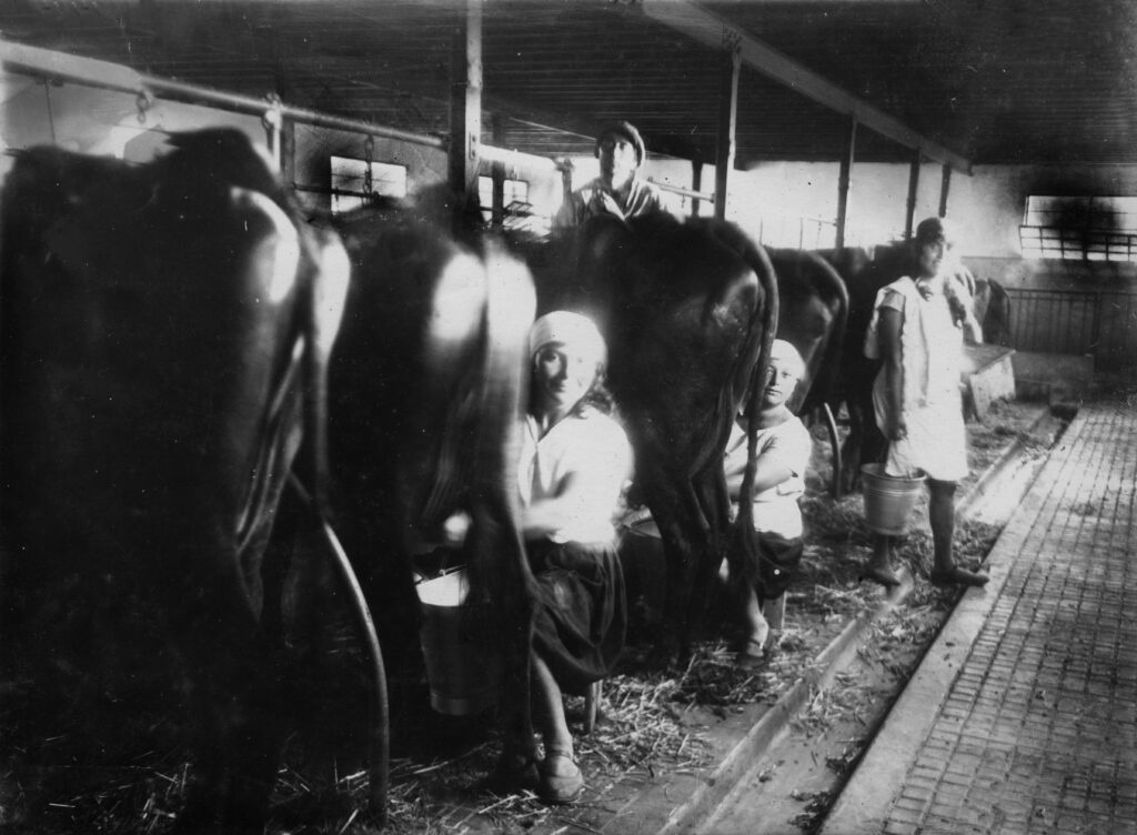 חולבות ברפת - דוד ציפורה