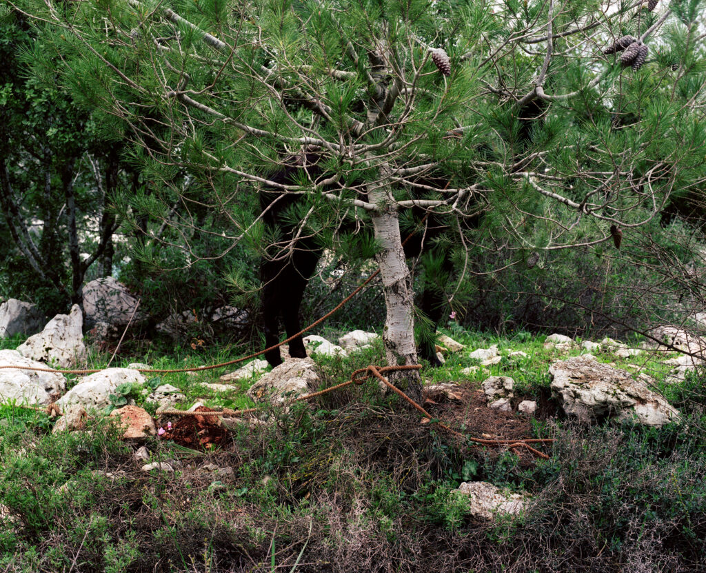 ללא כותרת - טויסטר ינאי