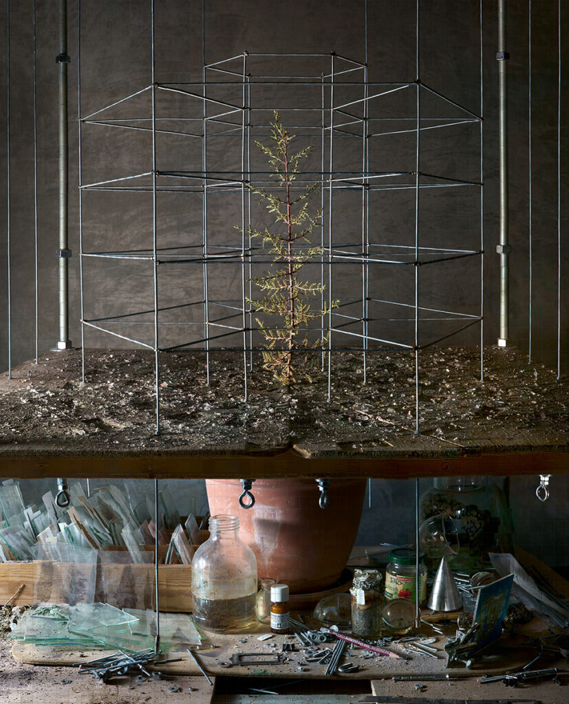 משתלה - יאירי יובל