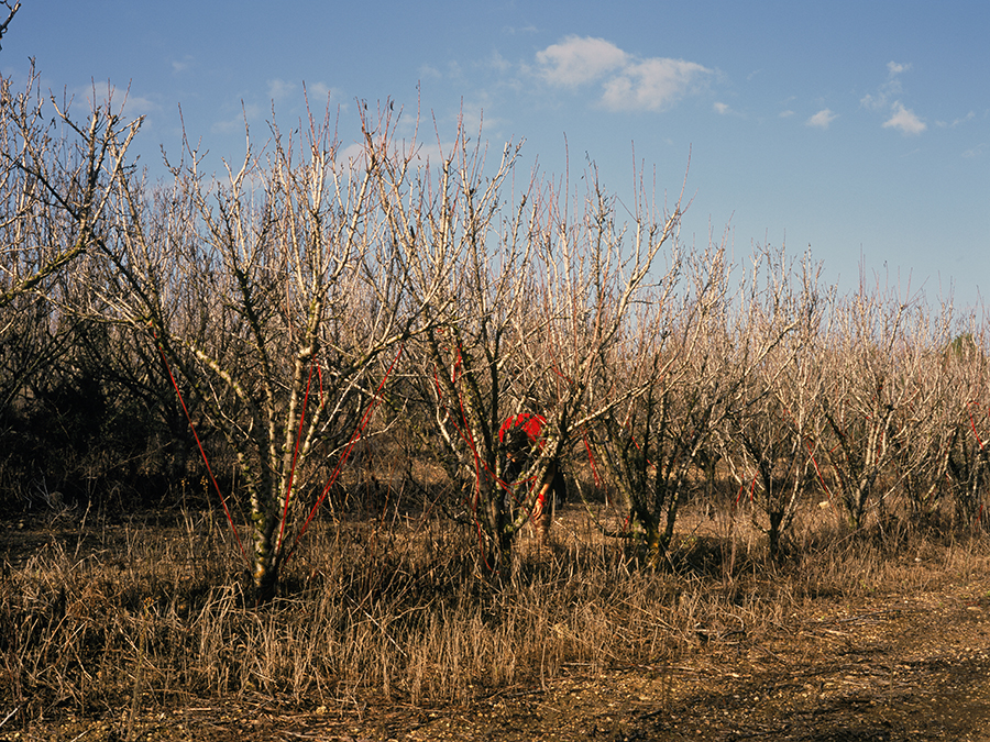 עידית - שליט-אבני תמר