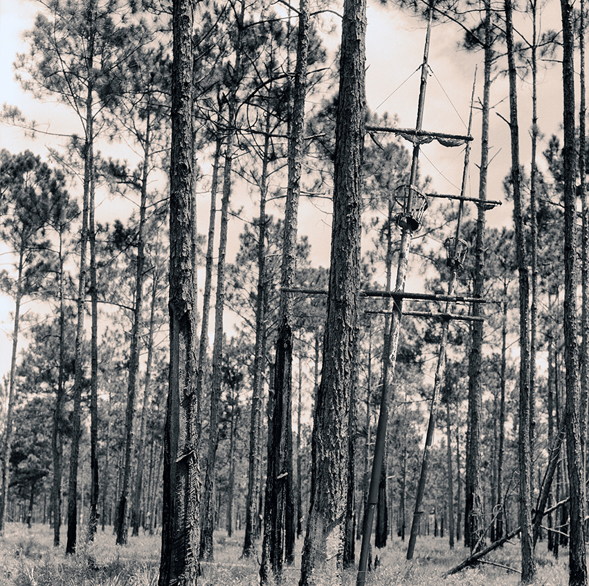 חורשה ותרנים - בוגנים איתן