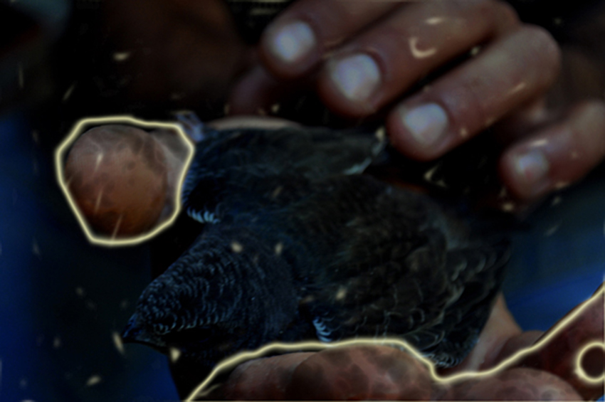 ביירות - בוגנים איתן