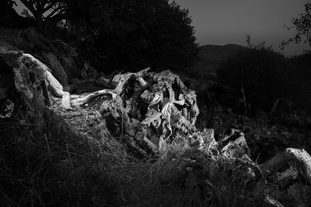 ללא כותרת - רפאלי אלדד