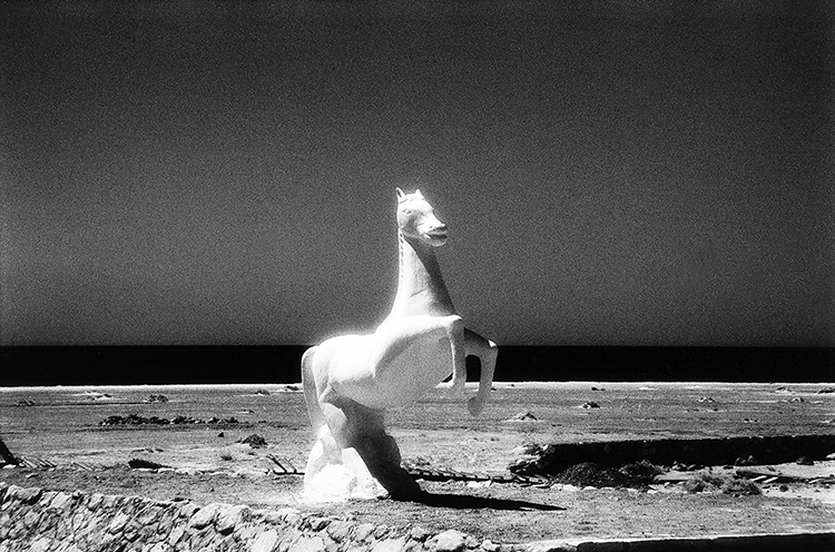 סוס - בשור אילן