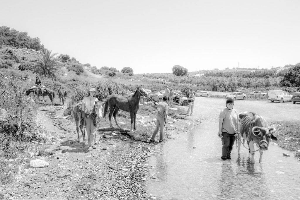Society for Saving Abandoned Animals, Sepphorys  Stream - פליקס יגאל