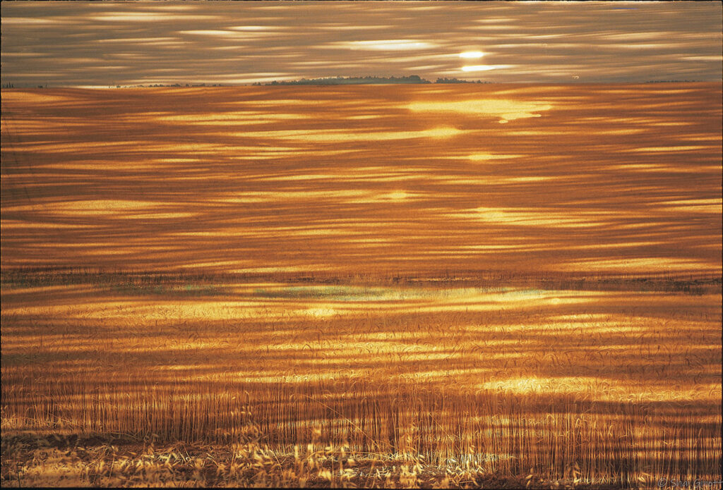 ים השיבולים - גינות שי