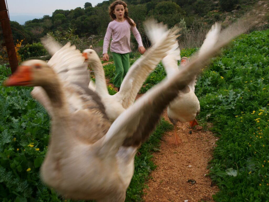 חלף עם הרוח - גליק טל