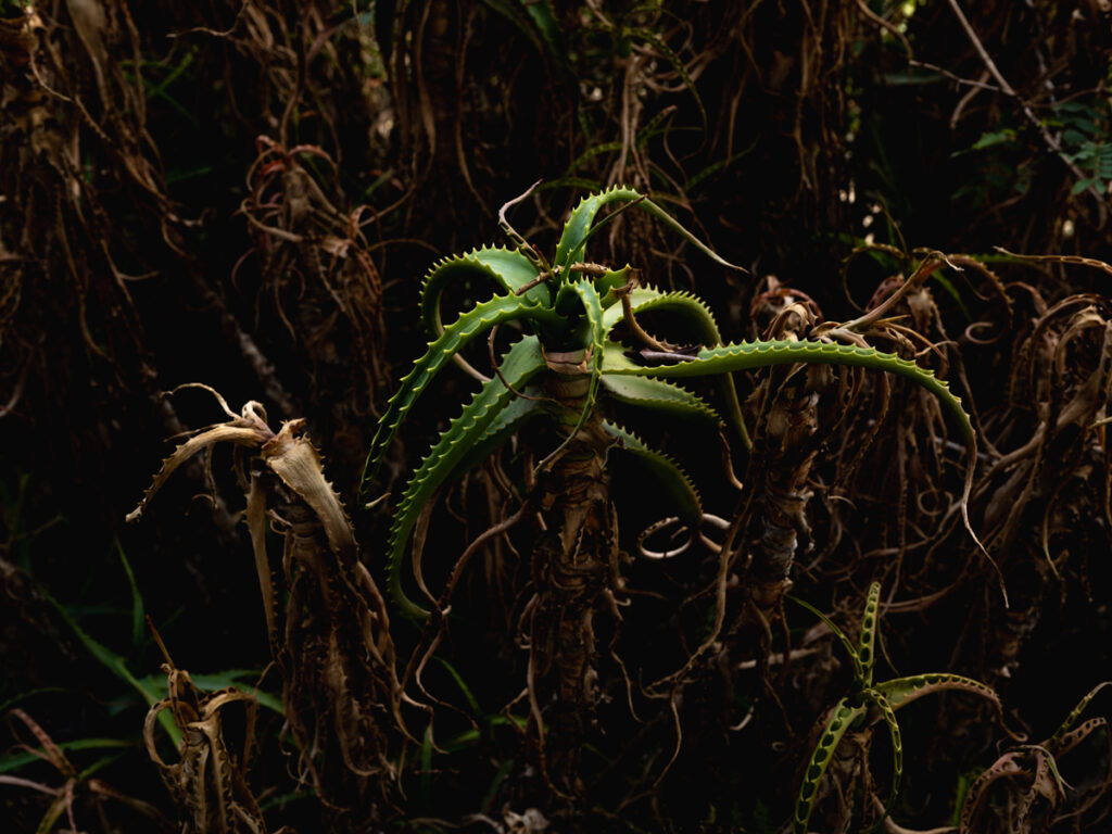 אוקטופוס - וידל יורם