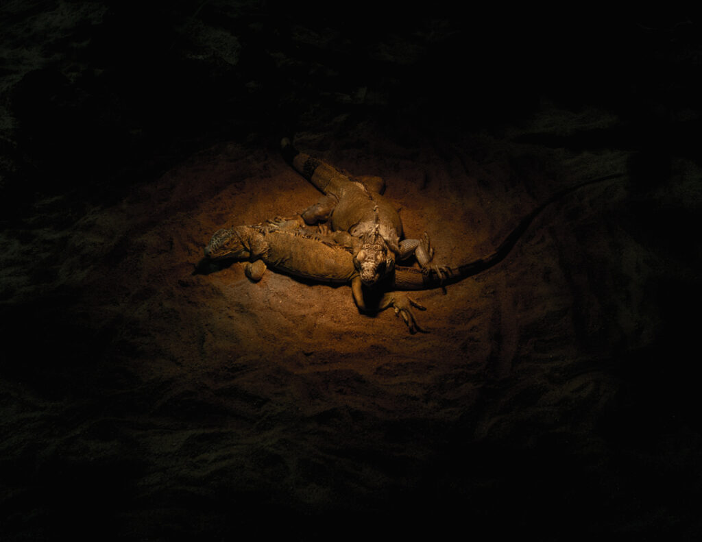 לטאות משחקות - וידל יורם