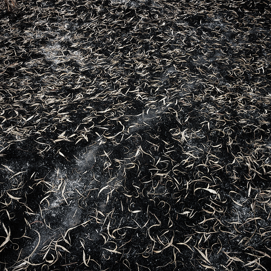 עלים - וידל יורם