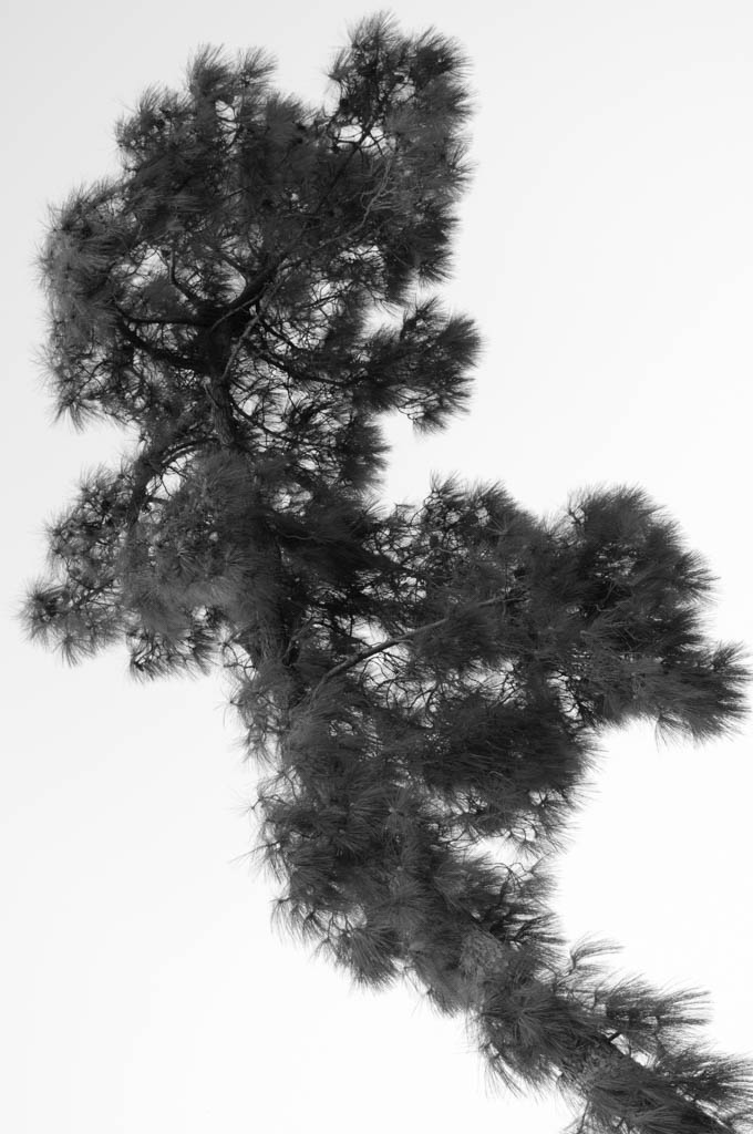 עץ - וידל יורם