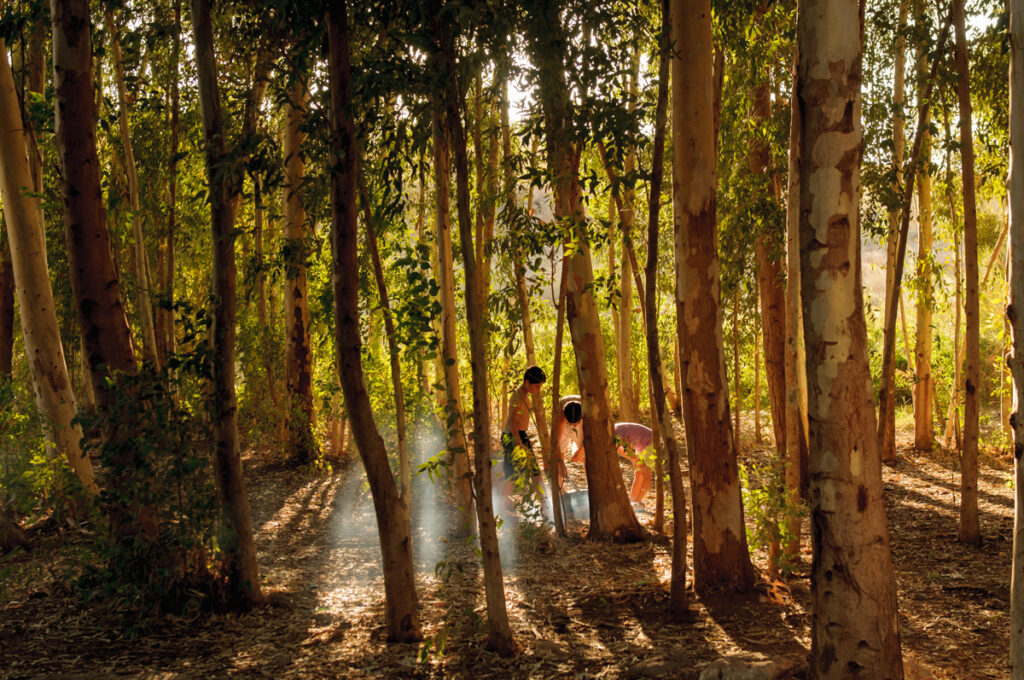 פיקניק - וידל יורם